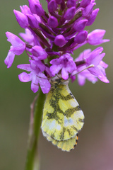 Anthocharis euphenoides