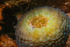 Echinomorpha nishihirai