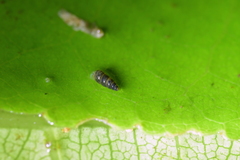 Potamopyrgus oppidanus