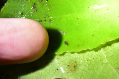 Potamopyrgus oppidanus