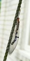 Megistopus flavicornis