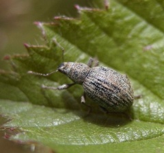 Polydrusus cervinus