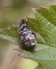 Polydrusus cervinus