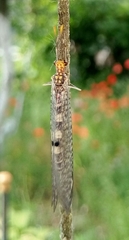 Megistopus flavicornis