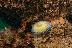 Echinomorpha nishihirai