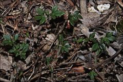 Xanthosia tasmanica