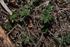 Xanthosia tasmanica