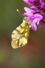 Anthocharis euphenoides