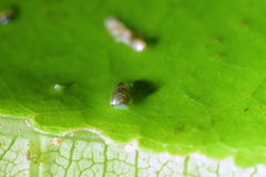 Potamopyrgus oppidanus