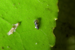 Potamopyrgus oppidanus