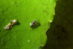Potamopyrgus oppidanus