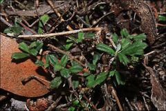Xanthosia tridentata