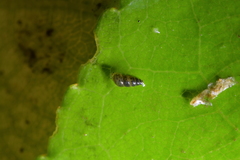 Potamopyrgus oppidanus
