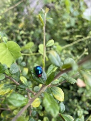 Parheminodes pulcher