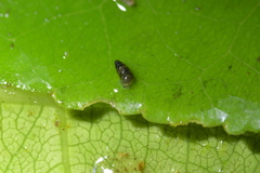Potamopyrgus oppidanus