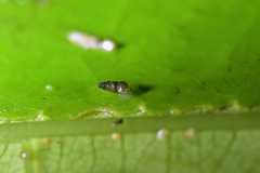 Potamopyrgus oppidanus