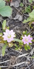 Lewisia pygmaea