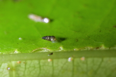Potamopyrgus oppidanus