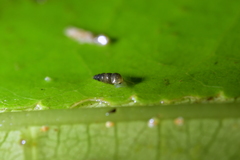 Potamopyrgus oppidanus