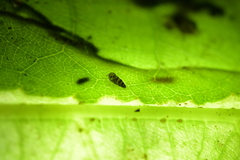 Potamopyrgus oppidanus