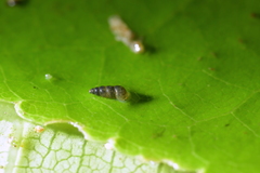 Potamopyrgus oppidanus