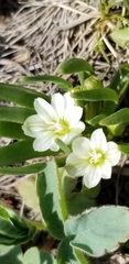 Lewisia pygmaea