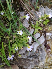 Pinguicula hirtiflora