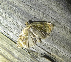 Syricoris