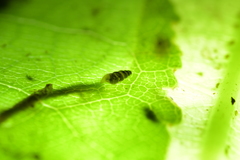 Potamopyrgus oppidanus