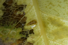 Potamopyrgus oppidanus