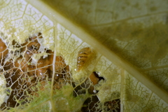 Potamopyrgus oppidanus