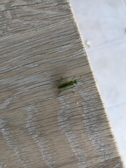 Rhogogaster chlorosoma