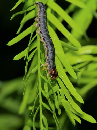 Indomitable Graphic Moth
