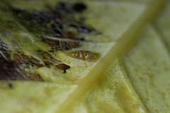 Potamopyrgus oppidanus