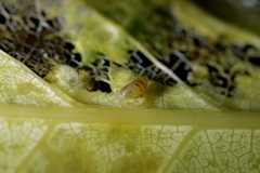 Potamopyrgus oppidanus