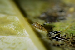 Potamopyrgus oppidanus