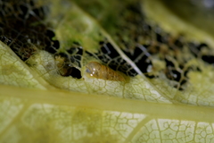 Potamopyrgus oppidanus