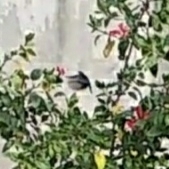 Aves