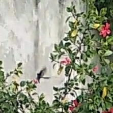 Aves