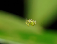 Cetratus