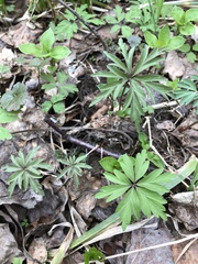 Anemonoides uralensis