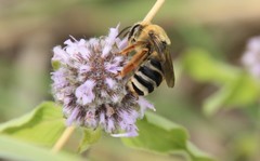Eucera hamata