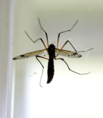 Dictenidia bimaculata