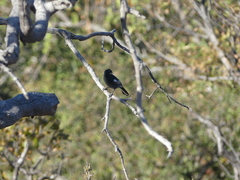 Melaniparus niger niger