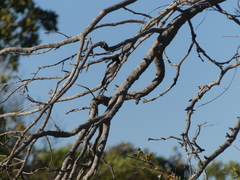 Melaniparus niger niger