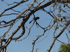 Melaniparus niger niger