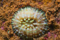 Echinomorpha nishihirai