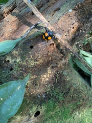 Scaphidomorphus bosci