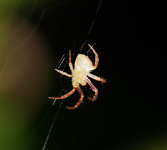 Araneus circulissparsus