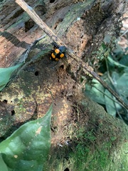 Scaphidomorphus bosci